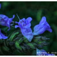Strobilanthes gardneriana (Nees) T.Anderson